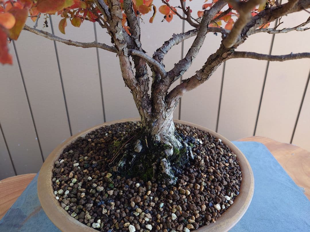 盆栽　ナツハゼ　樹高54cm