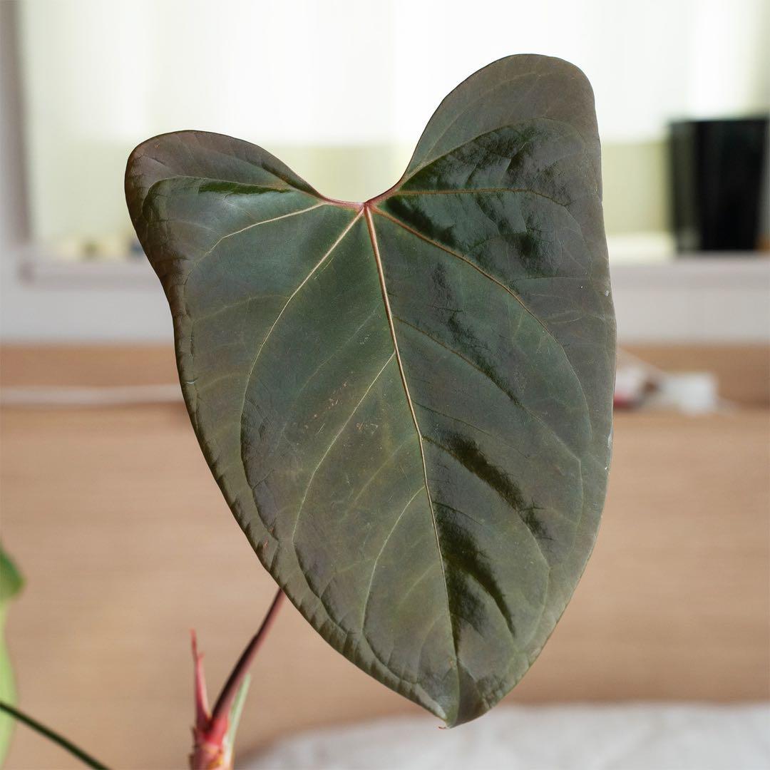 Anthurium portillaeインドネシアタイプ