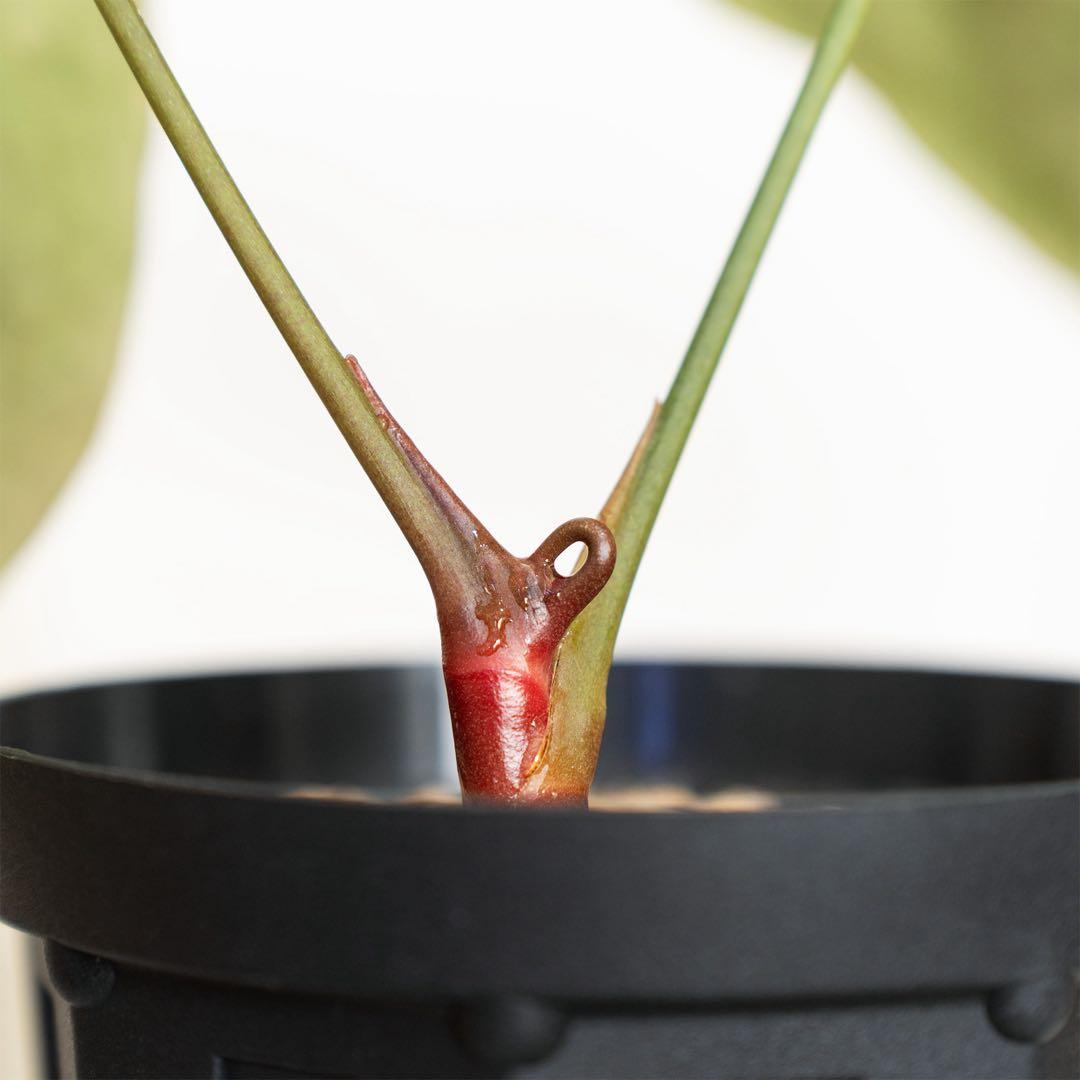 Anthurium portillaeインドネシアタイプ