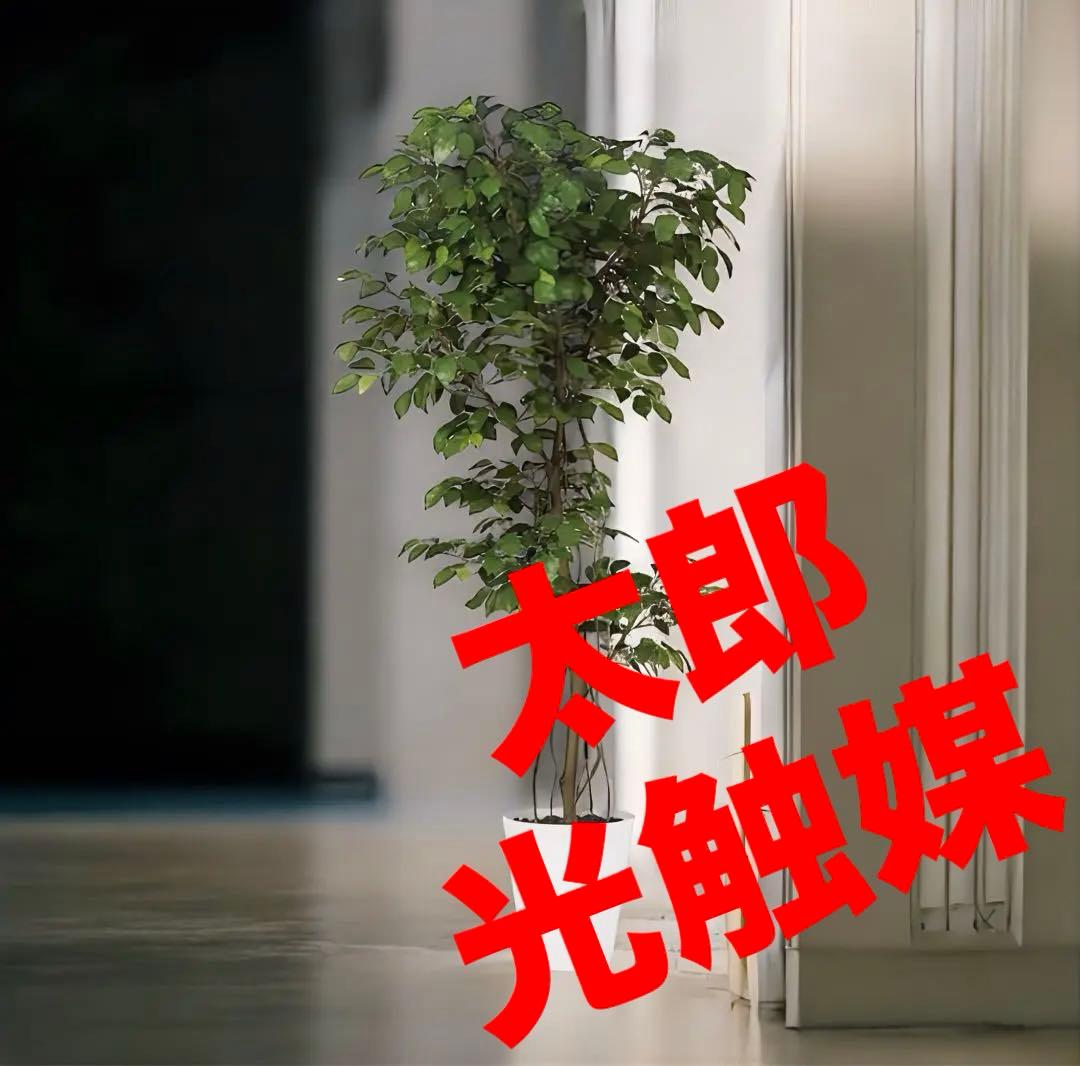 光触媒　人工観葉植物　ウォールグリーン　フェイクグリーン　ベンジャミン7070