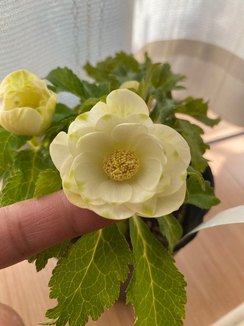 白金利休　曽田園芸