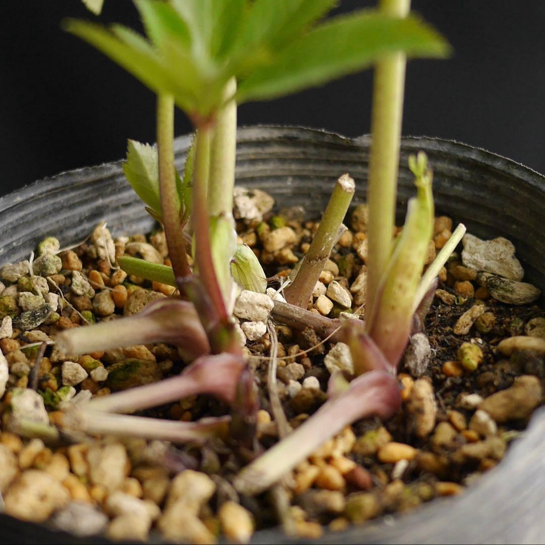 3305 多弁ピンクのグロッシー　クリスマスローズ　開花株