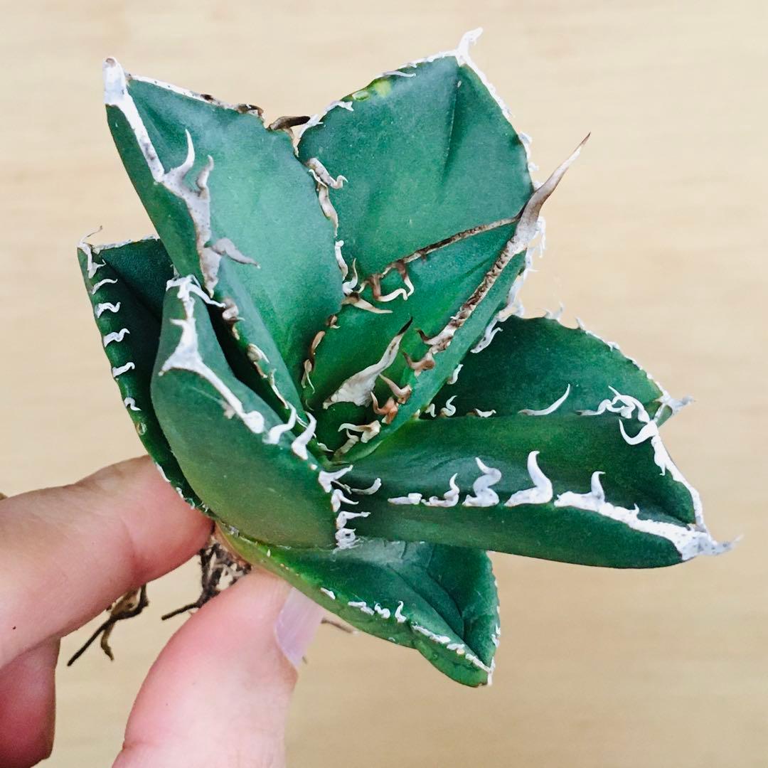 5-8 SAD 南アフリカダイヤモンド TC株 アガベ チタノタ