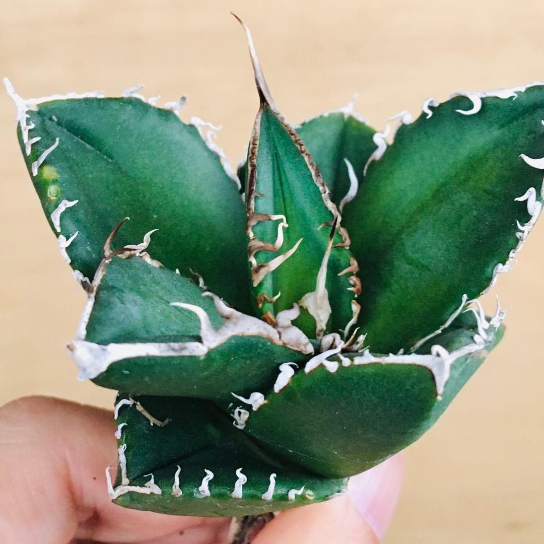 5-8 SAD 南アフリカダイヤモンド TC株 アガベ チタノタ