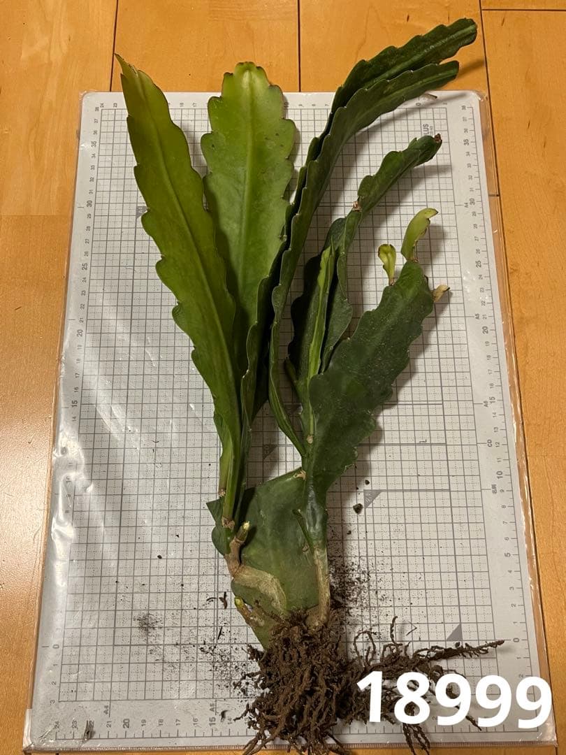 メル85316様　取り置き