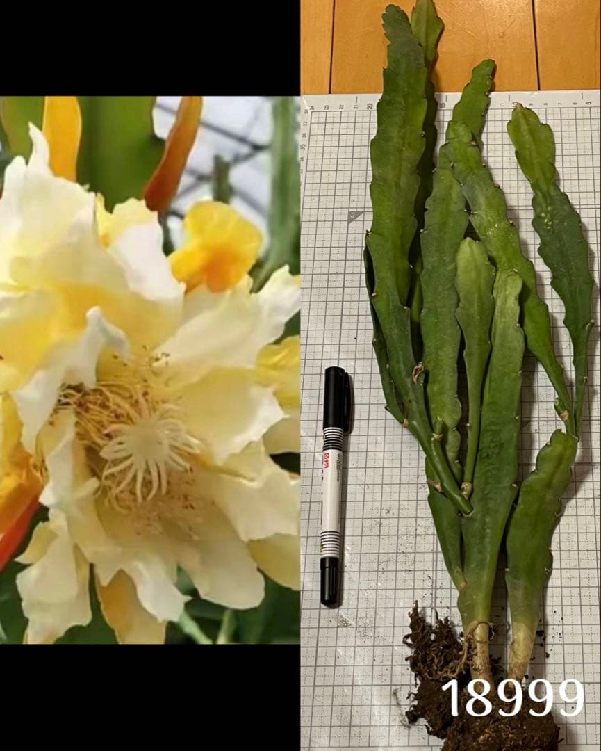 メル85316様　取り置き