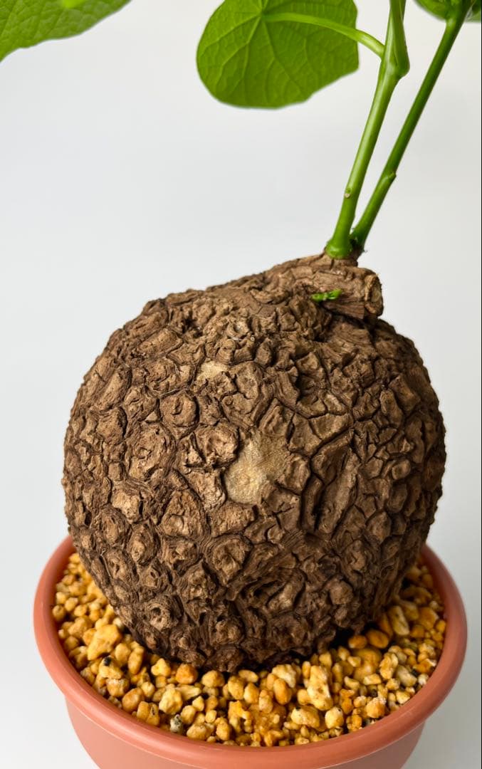 【超大株/塊根植物】ステファニア スベローサ 鉢植え ②