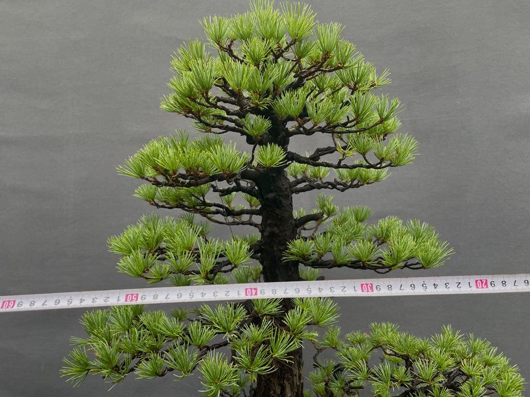 三河盆栽　持ち込み古い極古五葉松　貴重　東海地方の超名門出身の盆栽