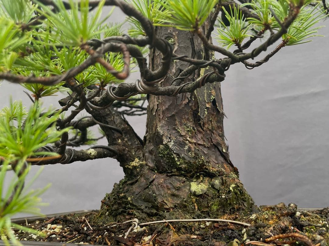 三河盆栽　持ち込み古い極古五葉松　貴重　東海地方の超名門出身の盆栽