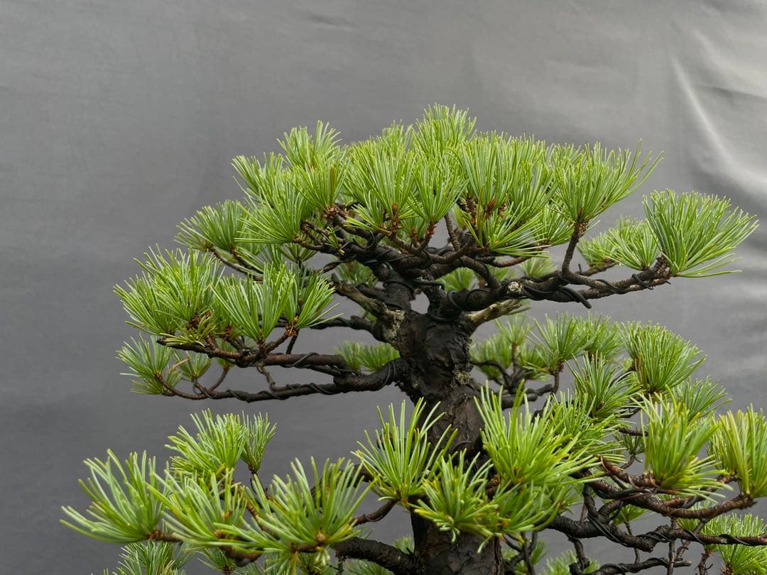 三河盆栽　持ち込み古い極古五葉松　貴重　東海地方の超名門出身の盆栽