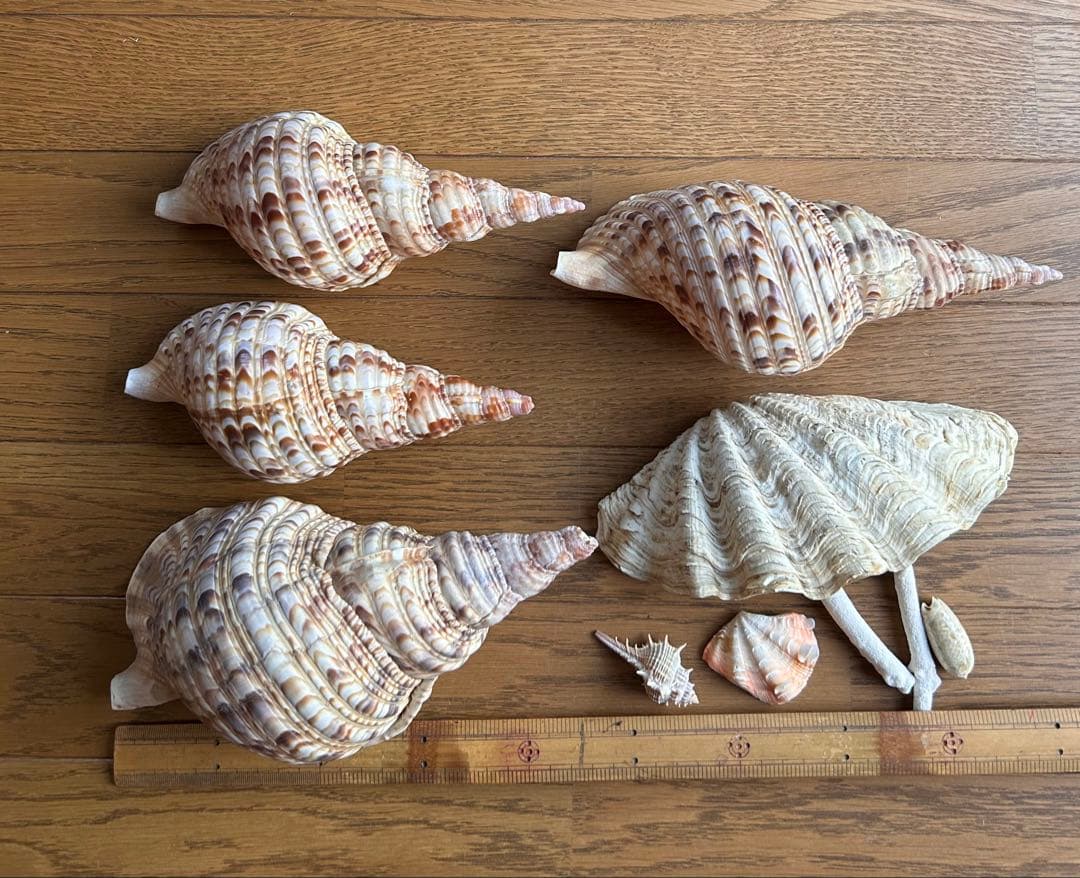 法螺貝　最大25cm、シャコガイ、珊瑚セット
