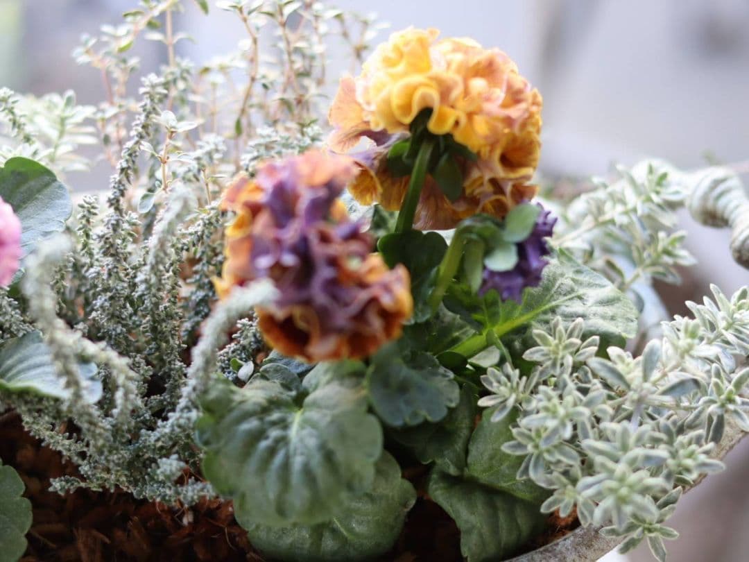 ❁⃘ローブドゥアントワネット ロココ2株とカラーリーフの寄植え❁⃘ブリキ