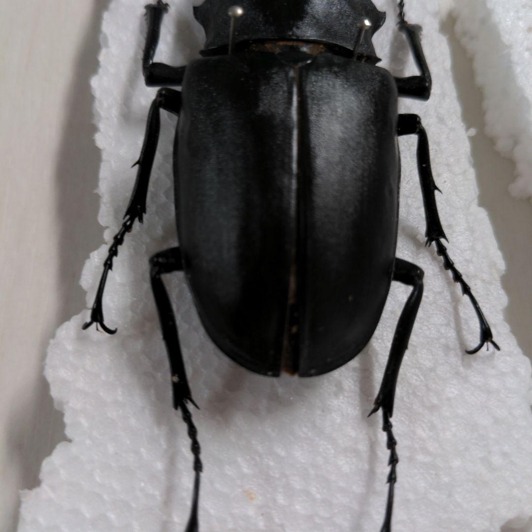 クワガタ、カブト虫標本セット