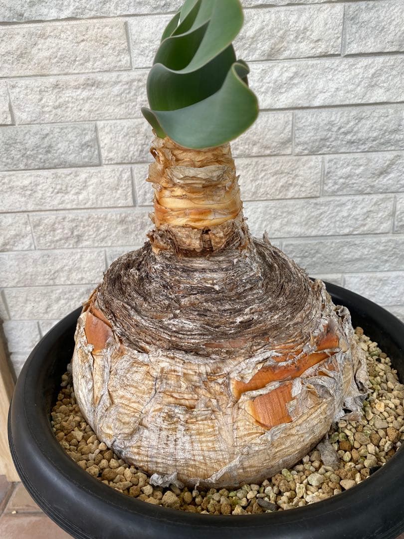 塊根植物 ブーファン　ハエマンソイデス