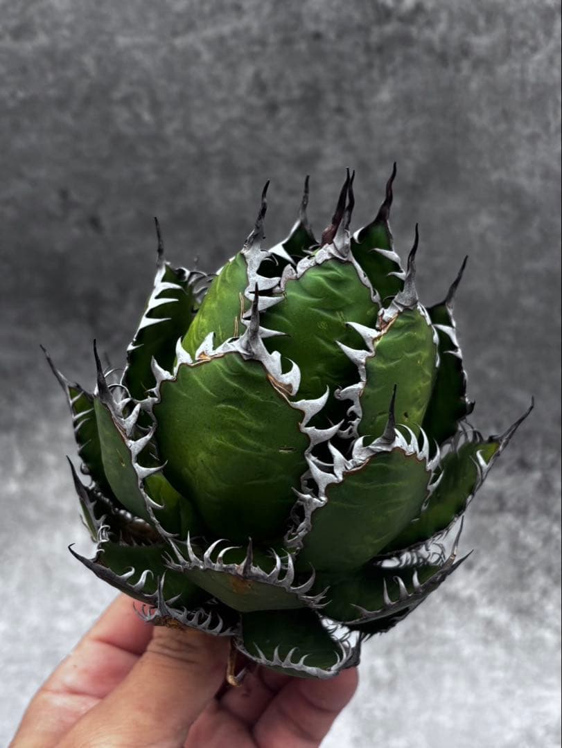 む*ら様 アガベ・チタノタ・【特選】ホリダ・極上強刺・球状株・コレクション株
