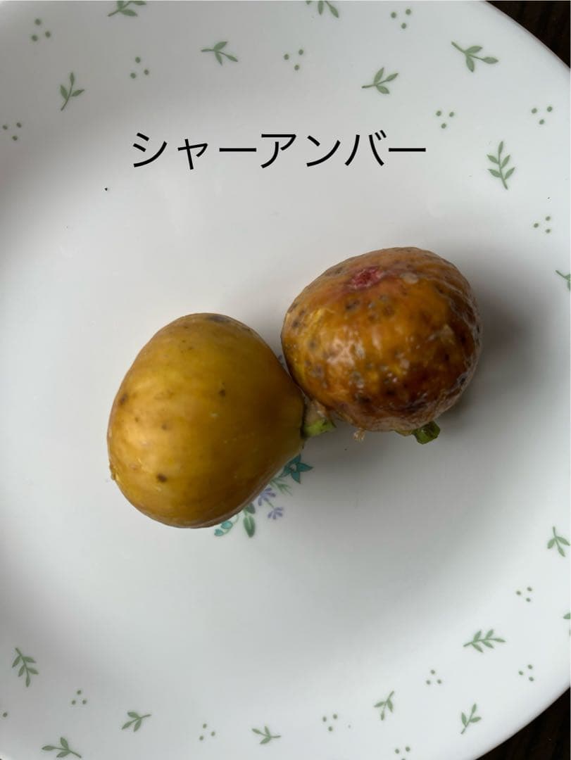 イチジク穂木色々
