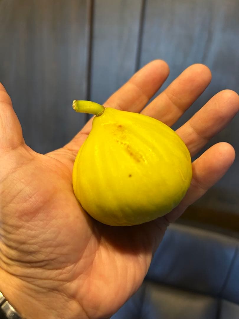 イチジク穂木色々