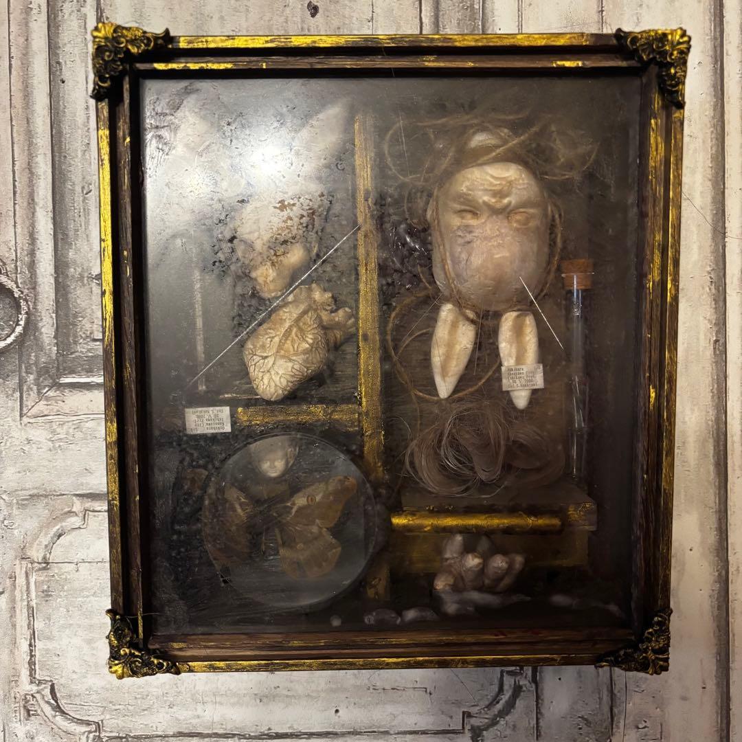 【Special Price】 異端収集者の秘密の標本箱（ウサギ）