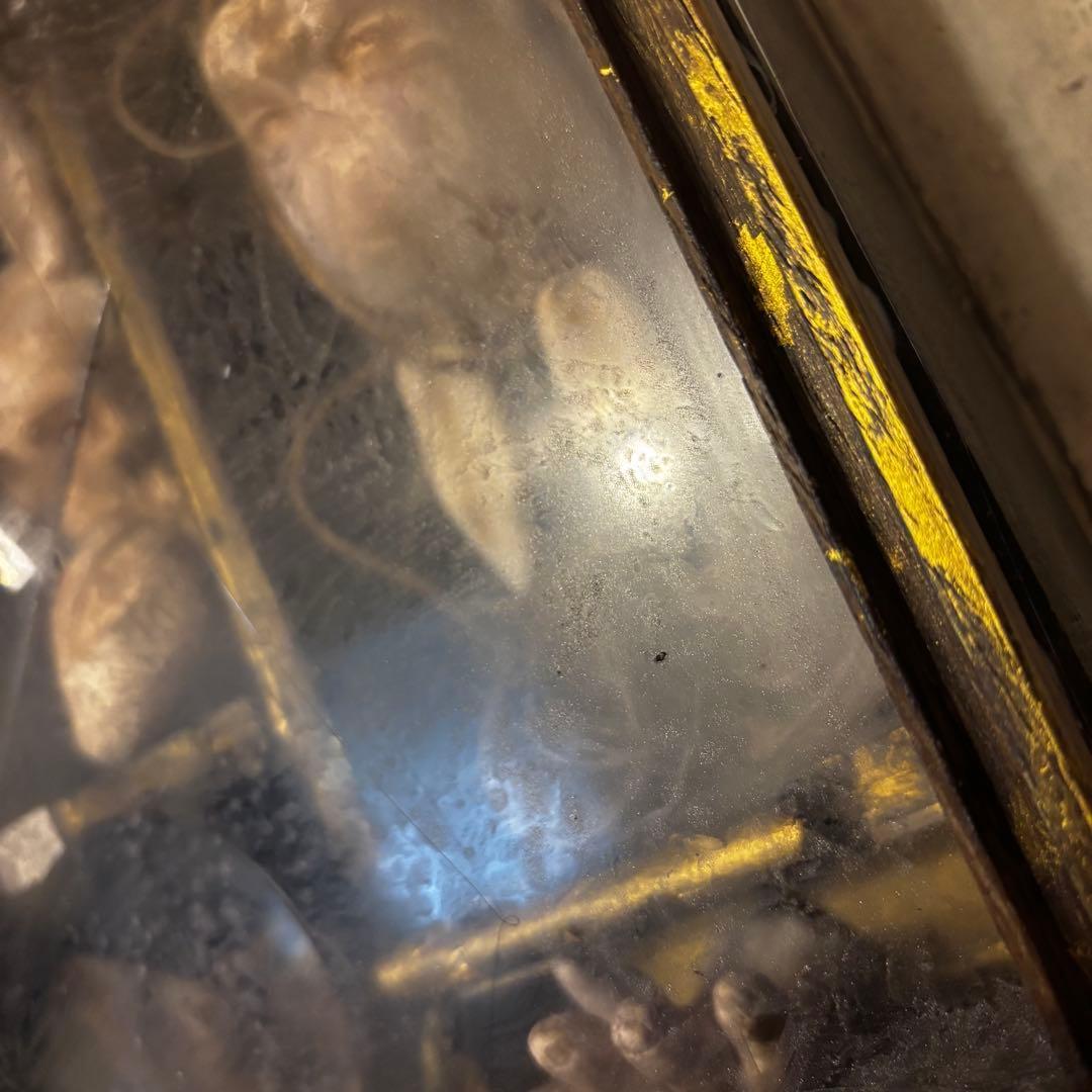 【Special Price】 異端収集者の秘密の標本箱（ウサギ）