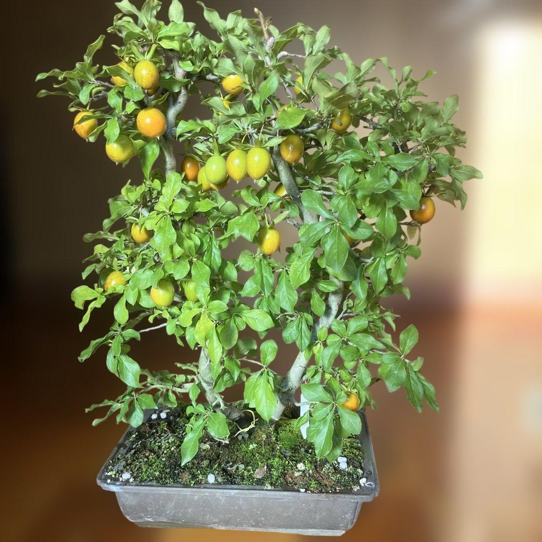 老爺柿盆栽　20年生　紅葉後写真追加　大値引き　　1