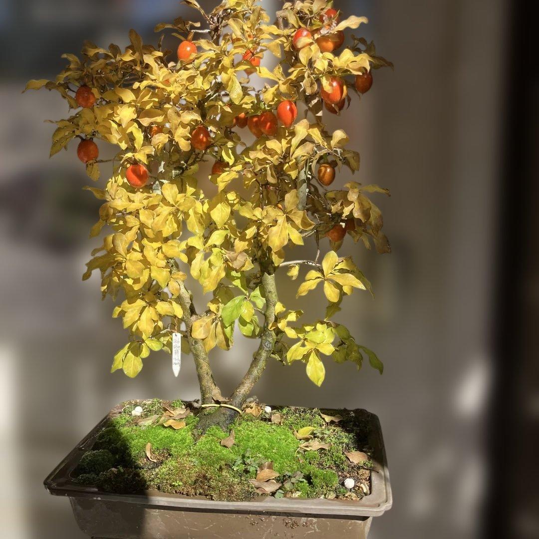 老爺柿盆栽　20年生　紅葉後写真追加　大値引き　　1