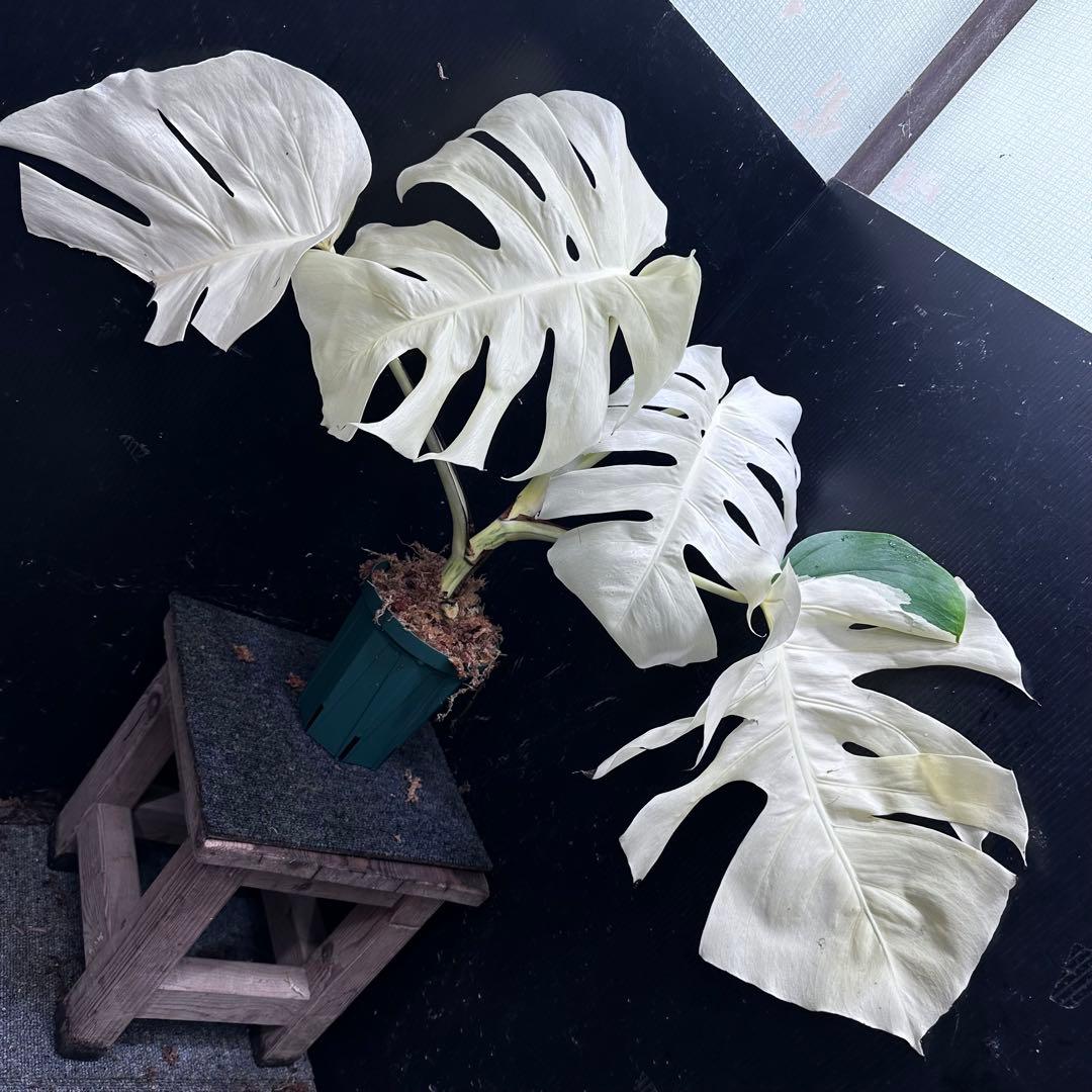 m*o様 斑入りモンステラ極上ホワイトタイガーフルムーン4号鉢植え発根済大株希少
