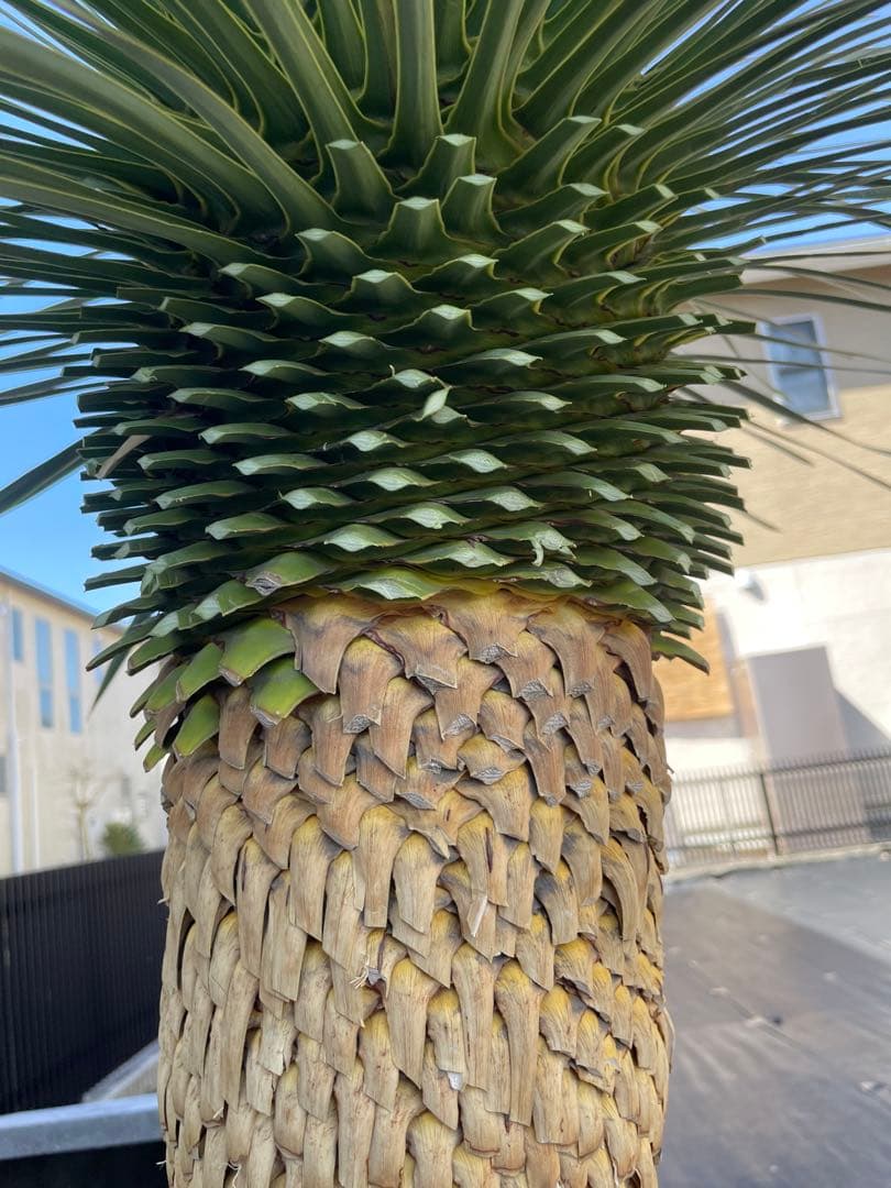 直接引き取りのみ　美しい樹形　ユッカロストラータの特大