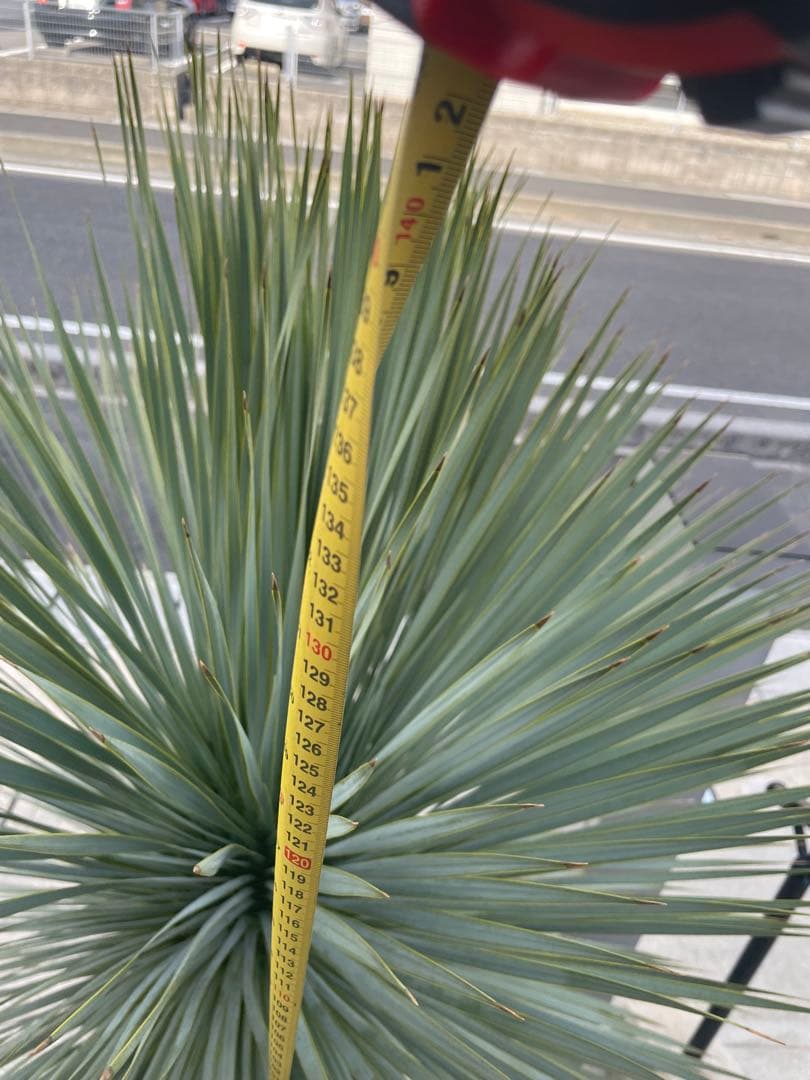 直接引き取りのみ　美しい樹形　ユッカロストラータの特大