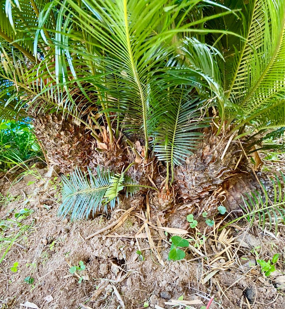 ソテツ　奄美大島　耐寒性