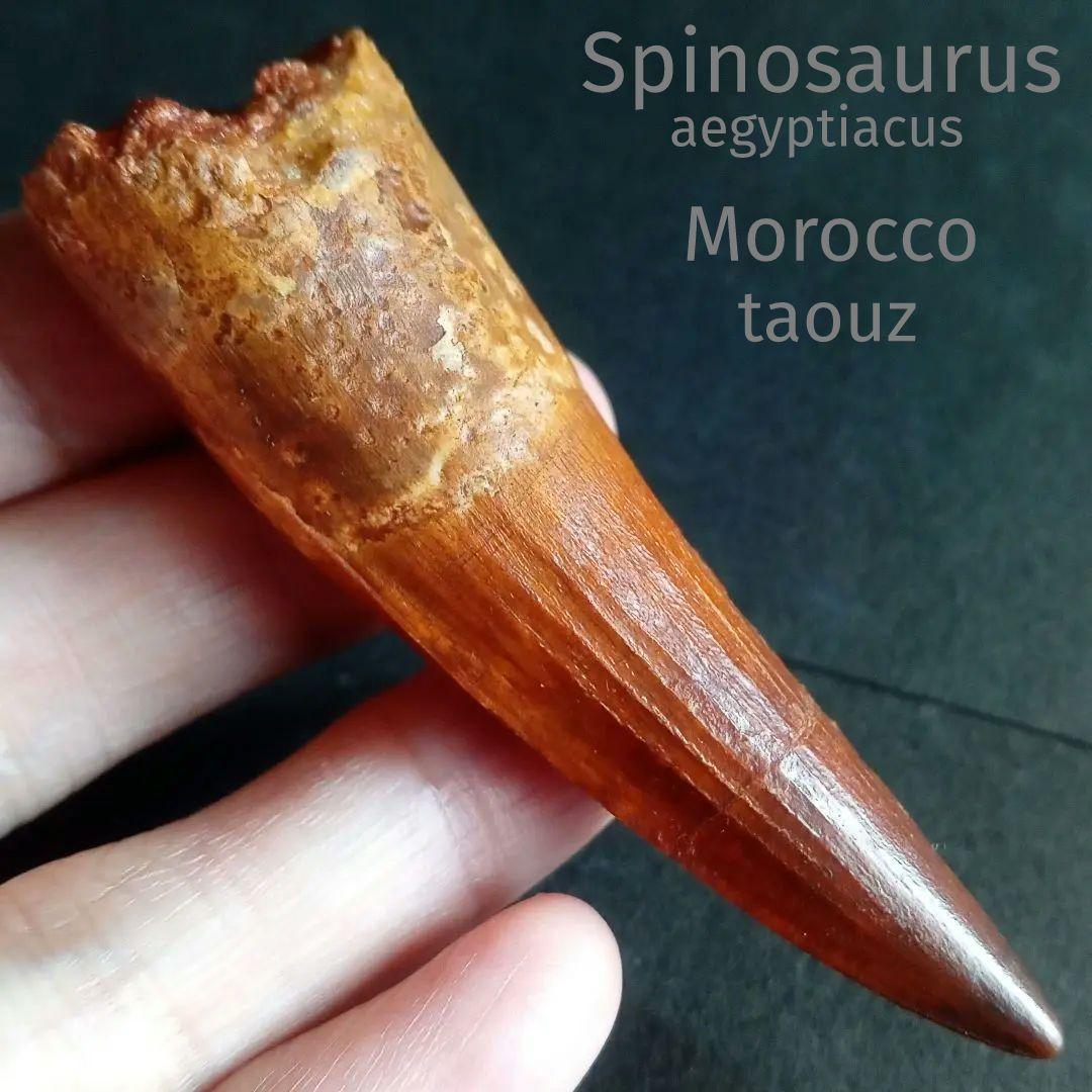 恐竜　歯化石　スピノサウルス　特大　極美麗　約８０mm