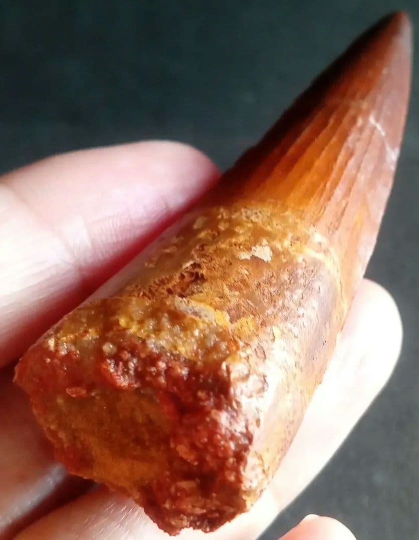 恐竜　歯化石　スピノサウルス　特大　極美麗　約８０mm