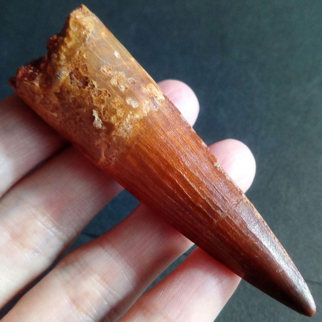 恐竜　歯化石　スピノサウルス　特大　極美麗　約８０mm