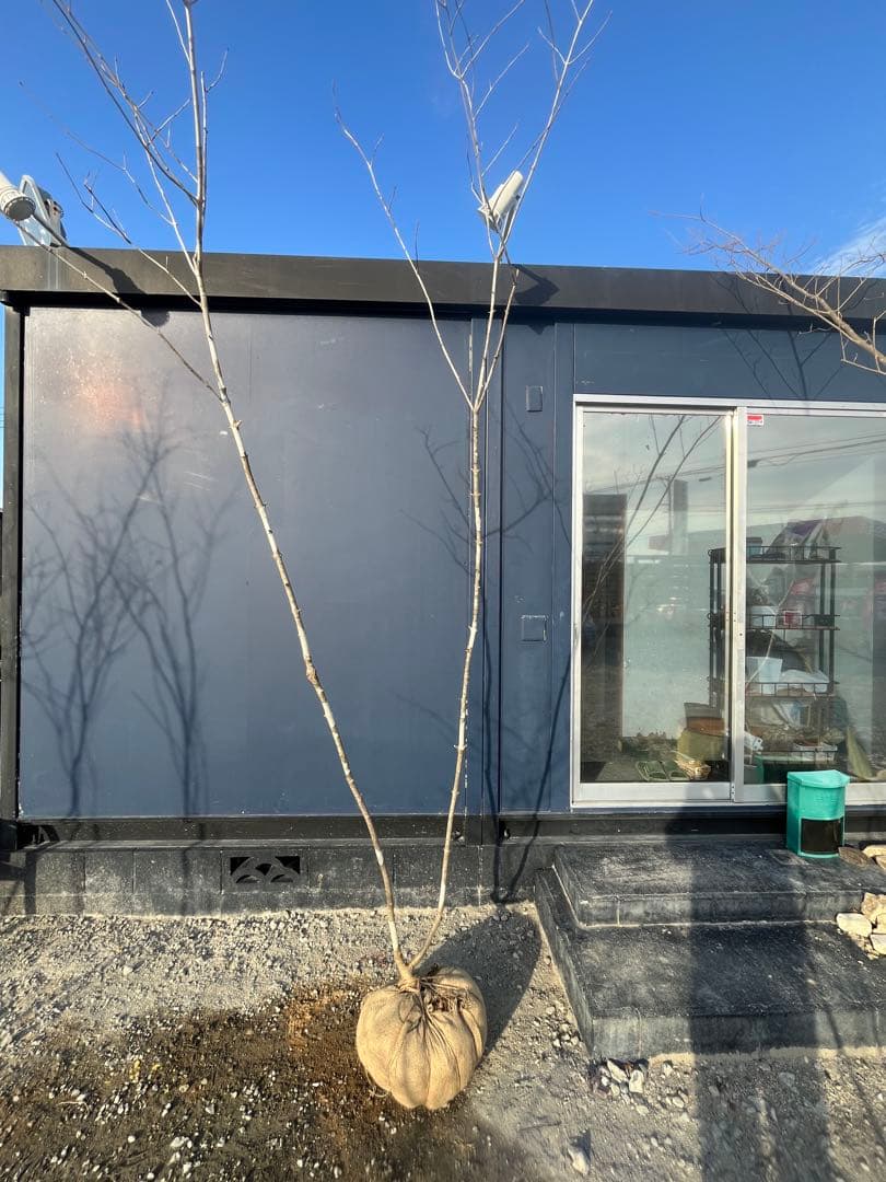 天然樹形 アオダモ - 白斑点模様の美しい2本立ち