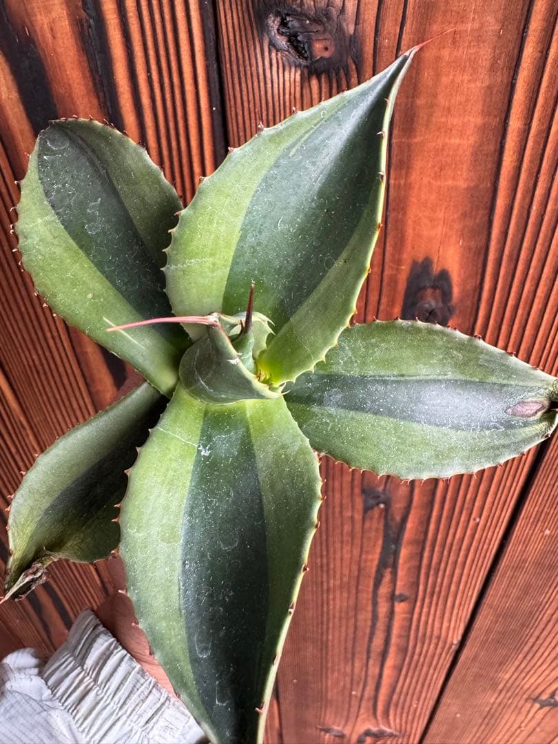 アガベ Agave ovatifolia 'Killer' 206