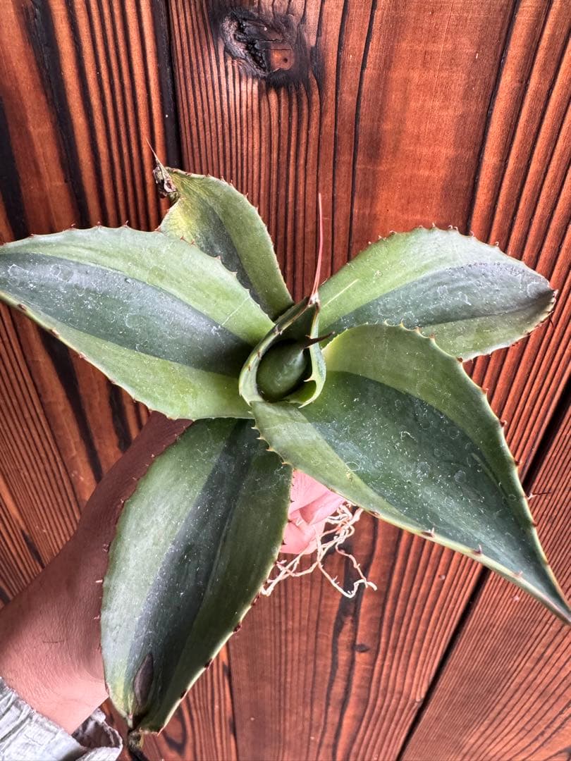 アガベ Agave ovatifolia 'Killer' 206