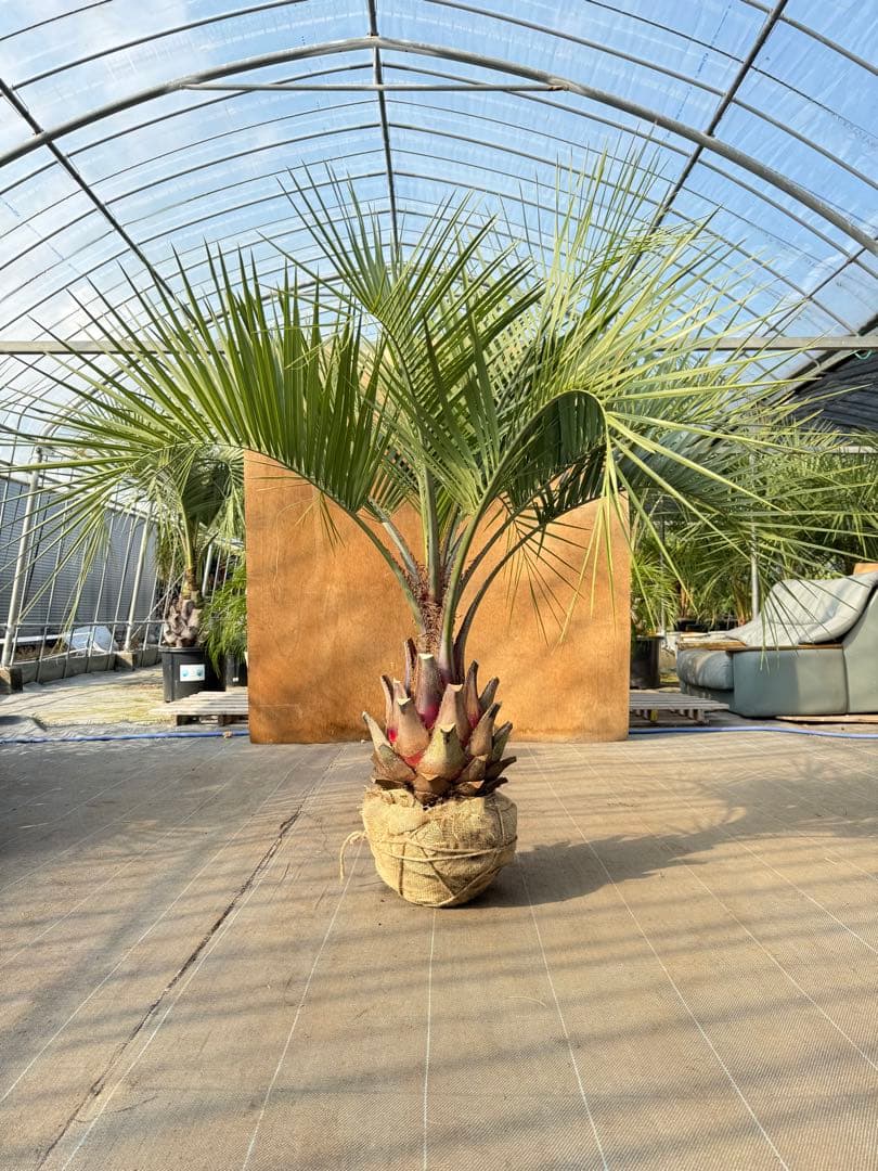 ココスヤシシルバーリーフ【極太】葉先150cm幹回り90cm 幹高40cm