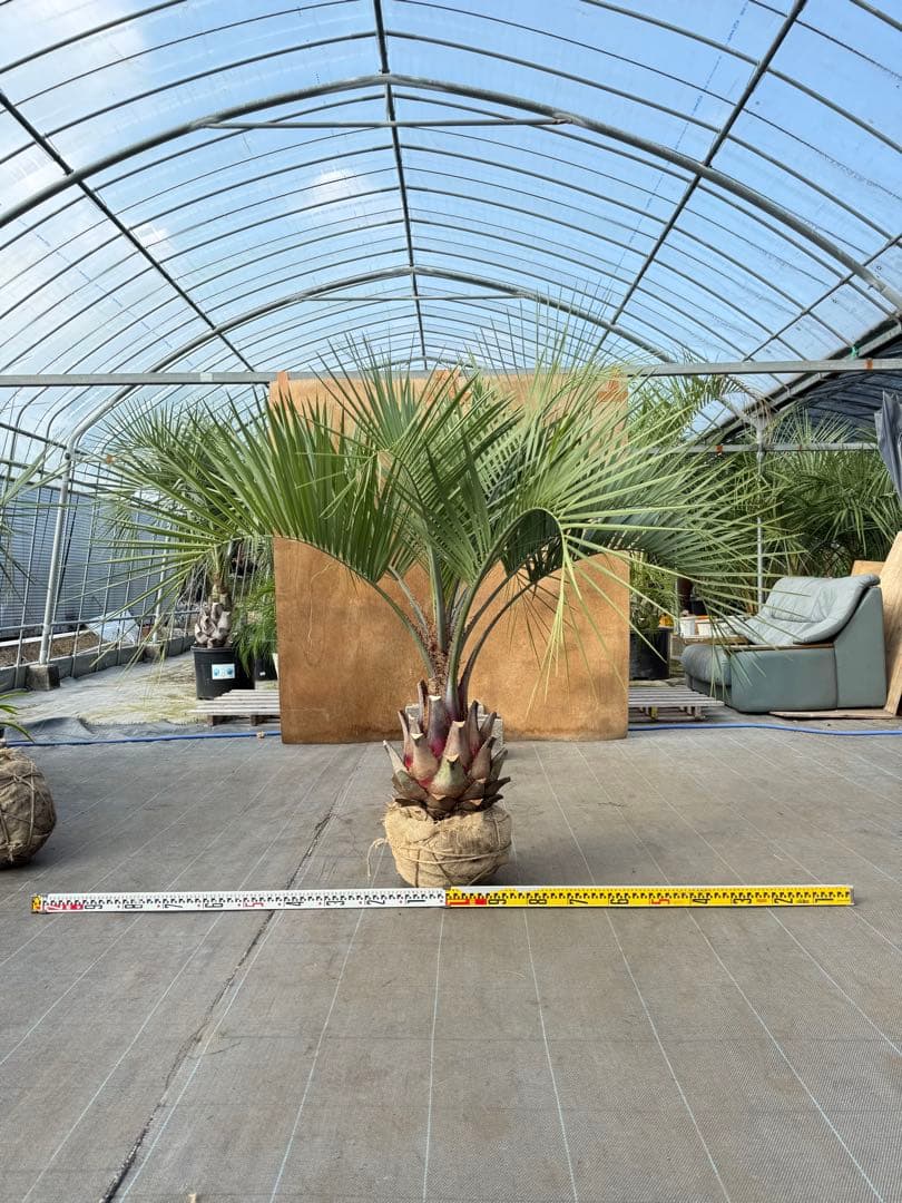 ココスヤシシルバーリーフ【極太】葉先150cm幹回り90cm 幹高40cm