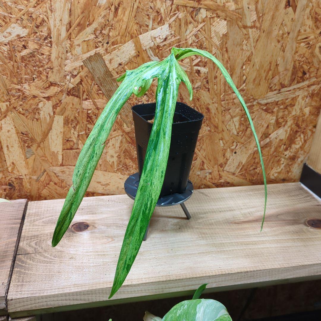 その他観葉植物 Philodendron Holtonianum variegated