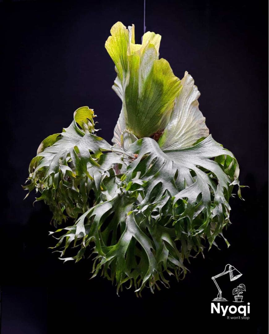 P. hillii coronarium Flamenco 【M-45】