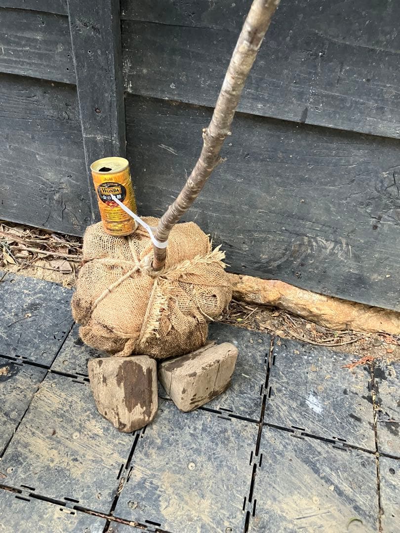 11 山採り　ヤマザクラ