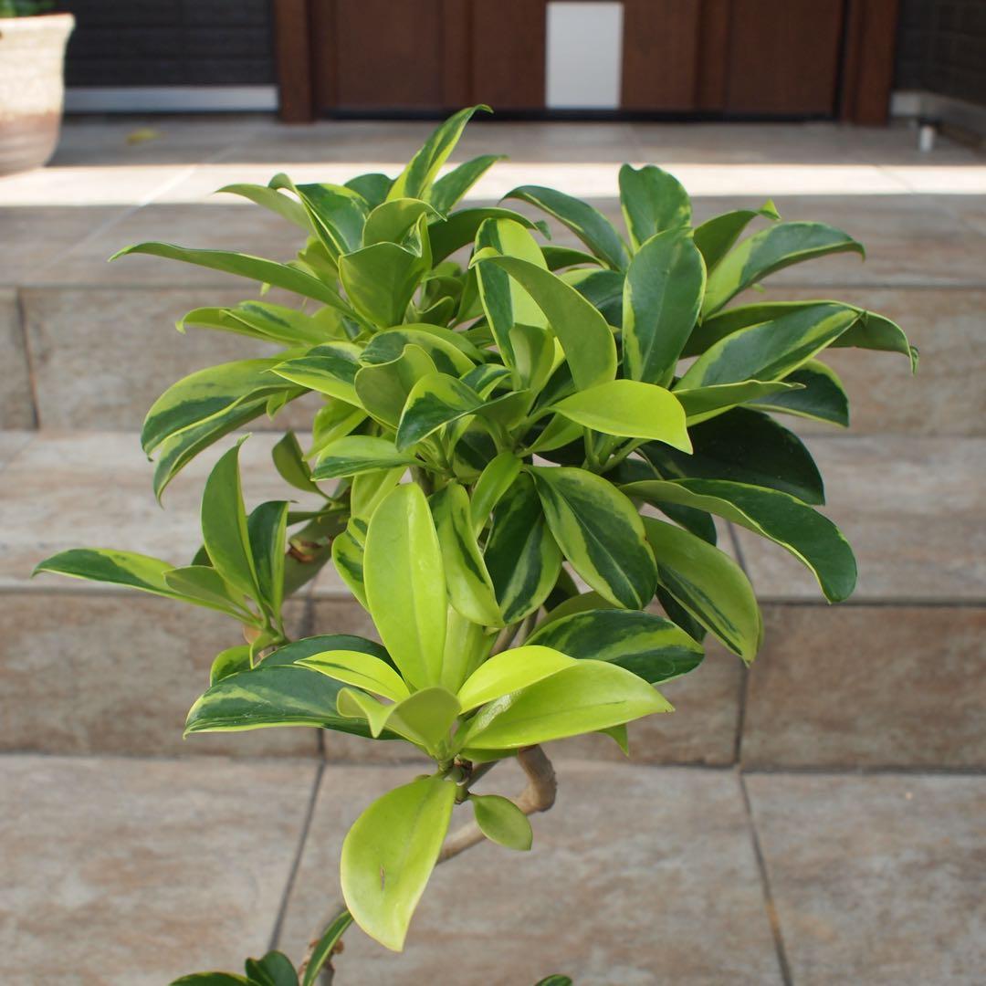 フィカス　ファグラエア　No.001　鉢、送料込　メルカリ便　曲がり