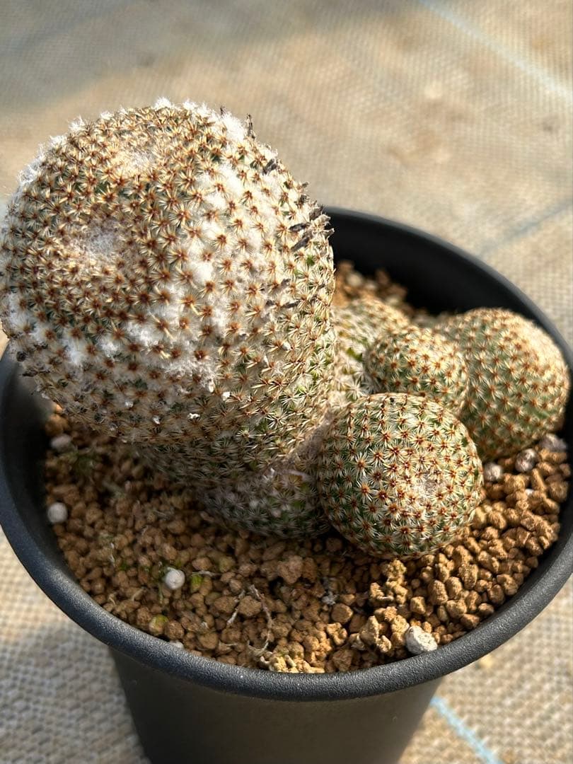 マミラリア　クルシゲラ　国内実生　希少