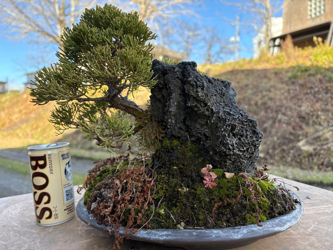 【真柏石付き　盆栽】