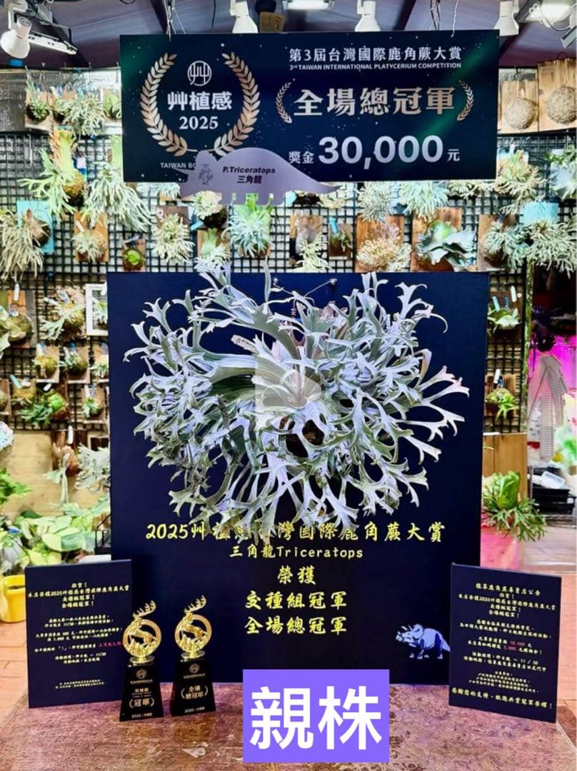 ビカクシダ P.Triceratops 三角龍（pup）