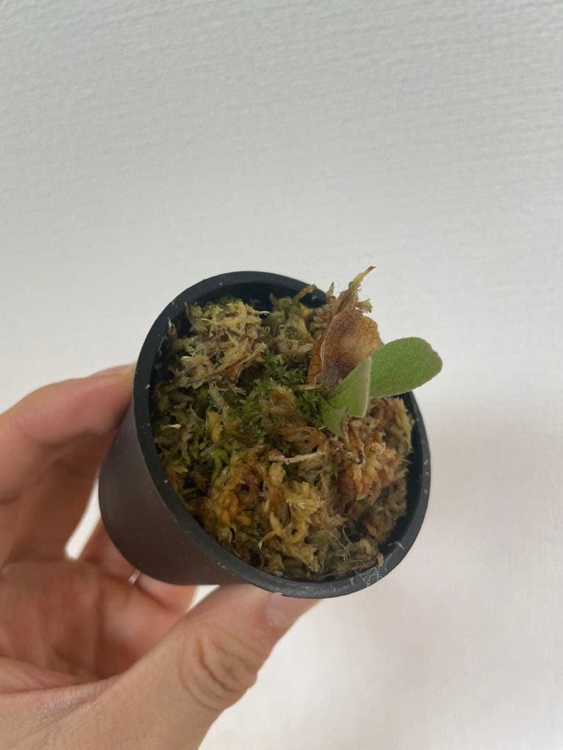 ビカクシダ P.Triceratops 三角龍（pup）