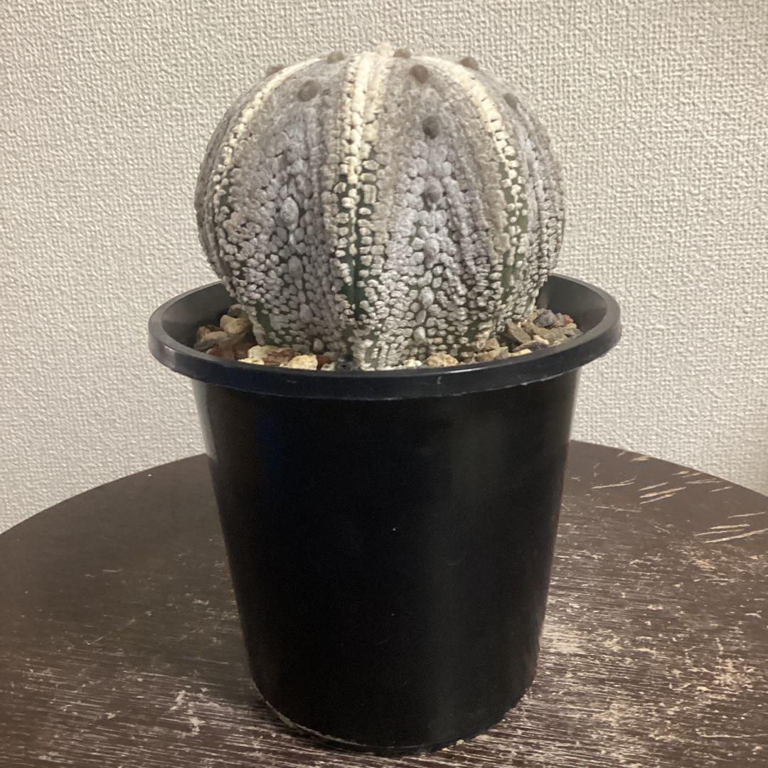 １１年目の実生ミラクル兜　特大株　直径約8、5ｃｍ　鉢ごとメルカリ便発送　義援金