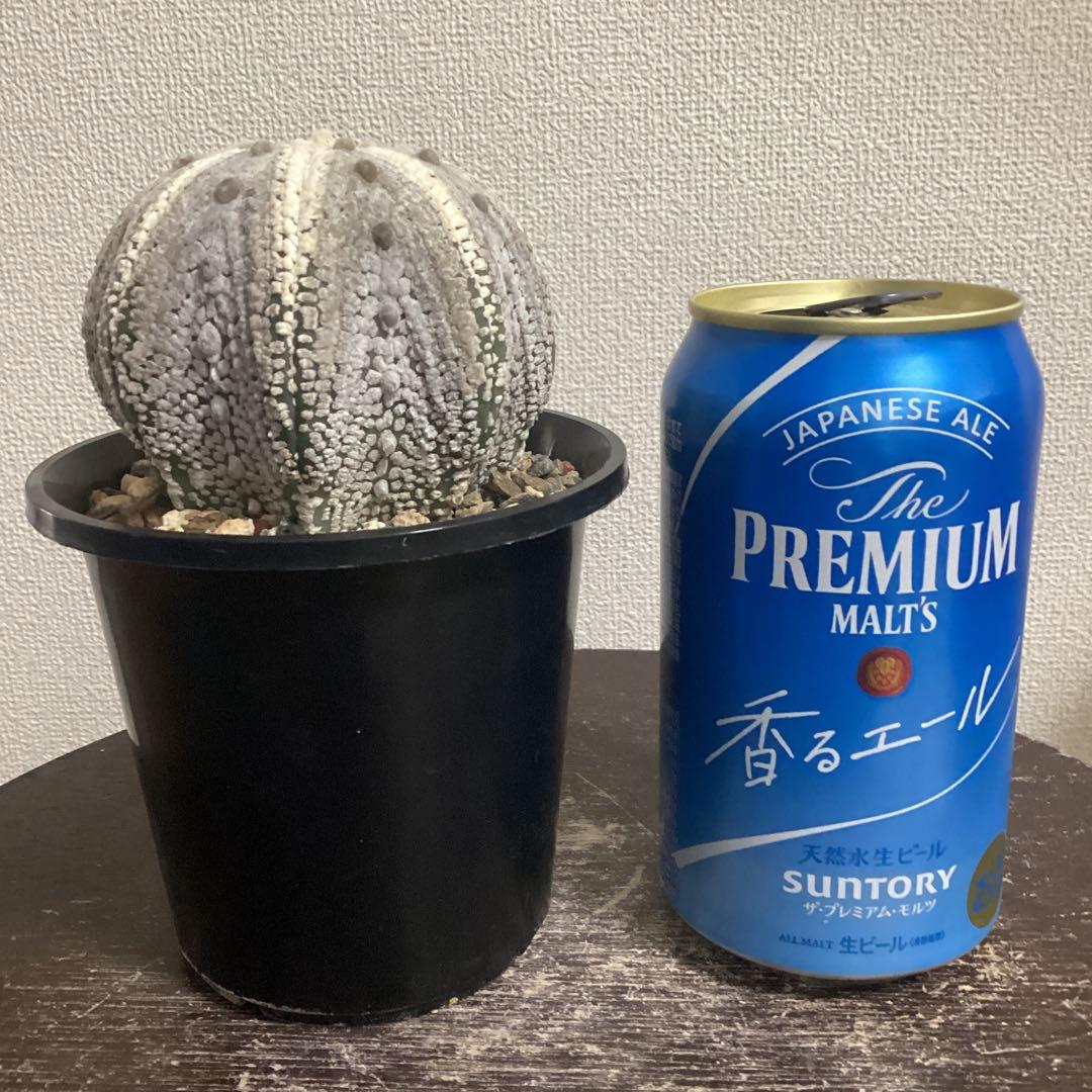 １１年目の実生ミラクル兜　特大株　直径約8、5ｃｍ　鉢ごとメルカリ便発送　義援金