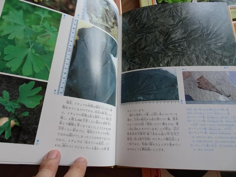 希少な植物図鑑　身近な植物の一生（全10巻）南光重毅著
