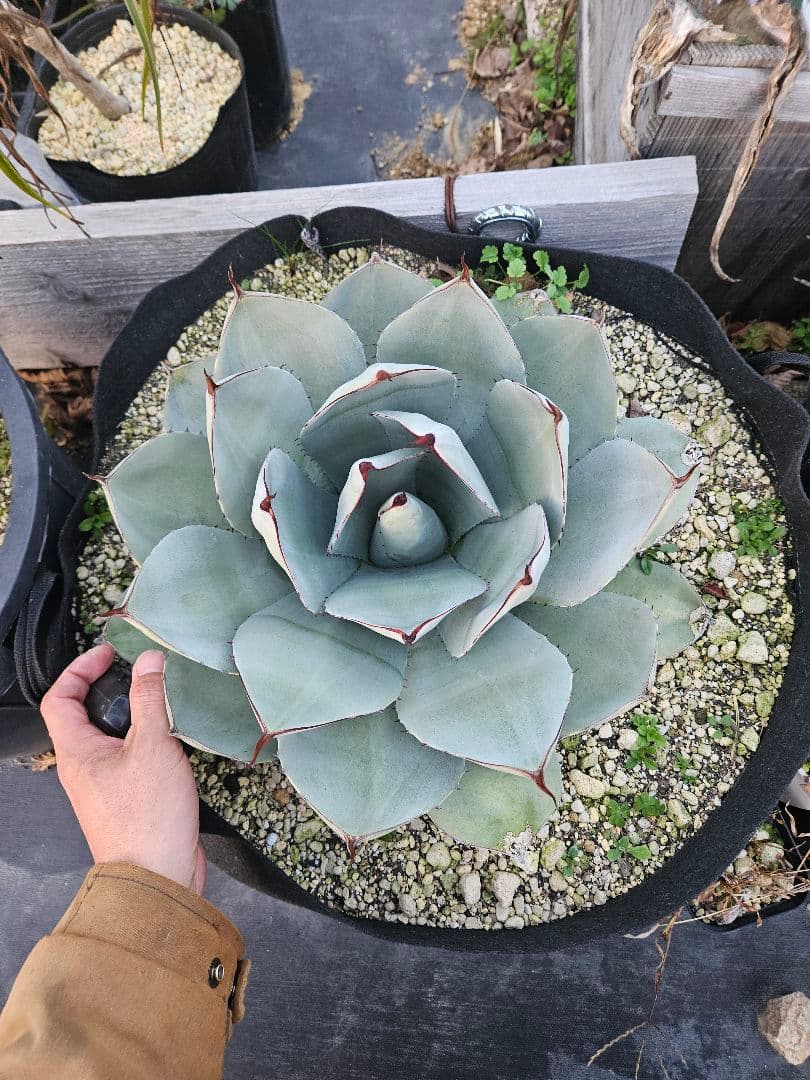 パリー　トランカータ　大株