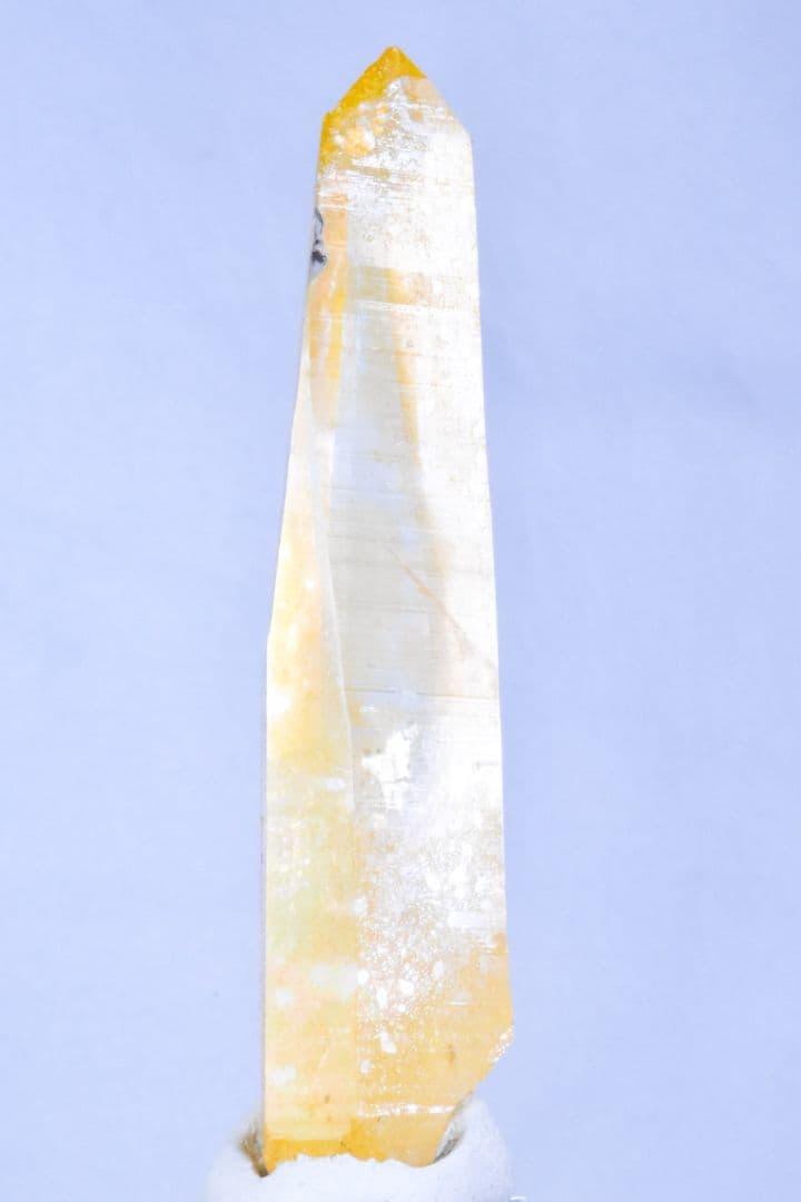 コロンビア産 ゴールデンヒーラーポイント02